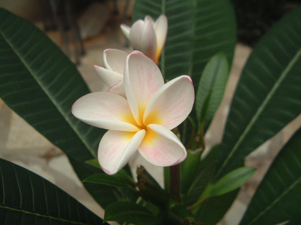2004/01(Jan)/MISC/1024x768_2004-01-23 Kotrlas-plumeria.JPG